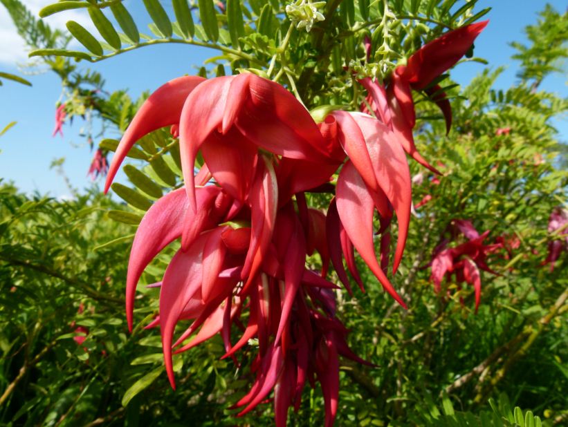 Rare Plant Project