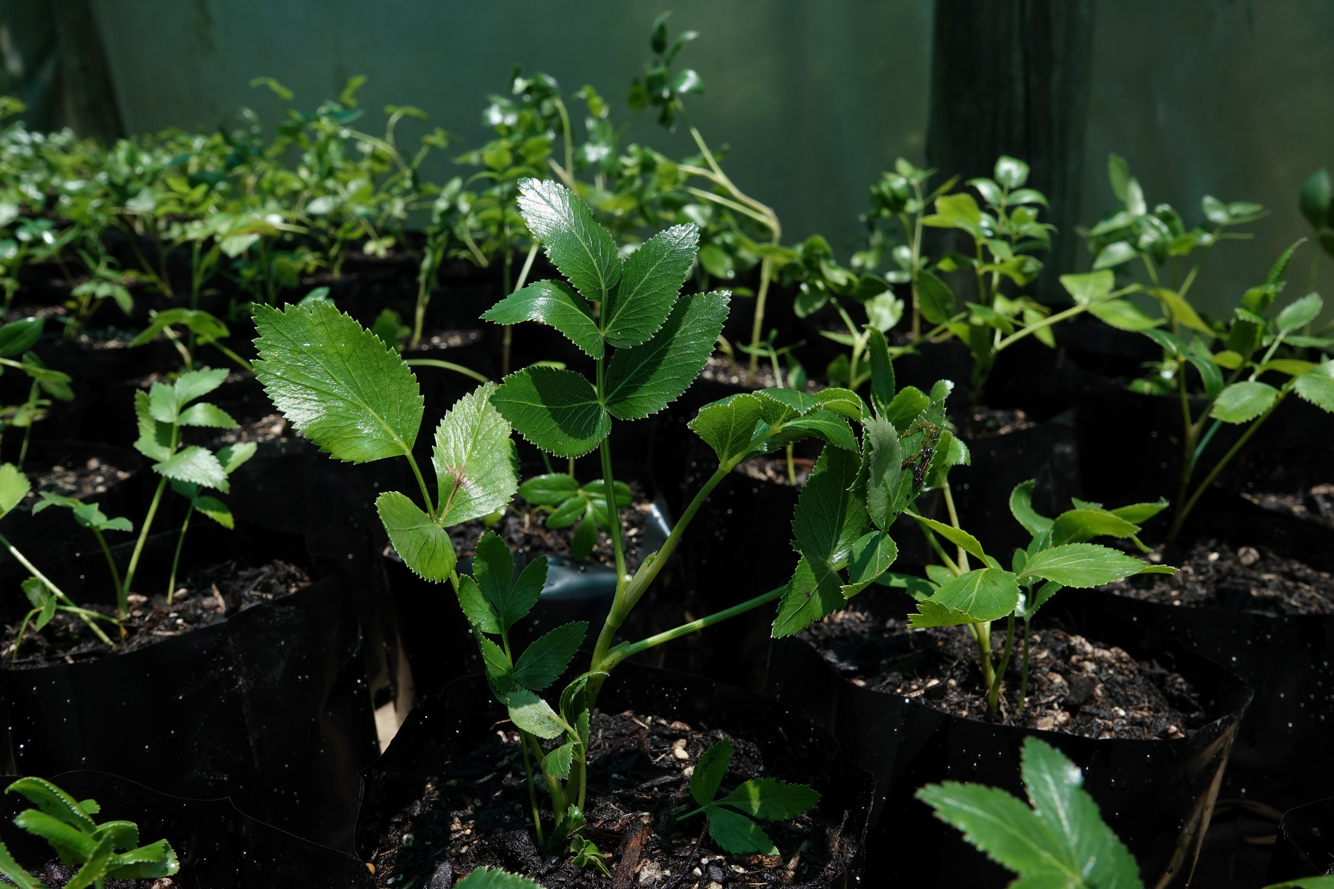 Rare Plant Planting