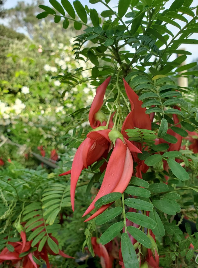 Kakabeak - Clianthus Puniceus